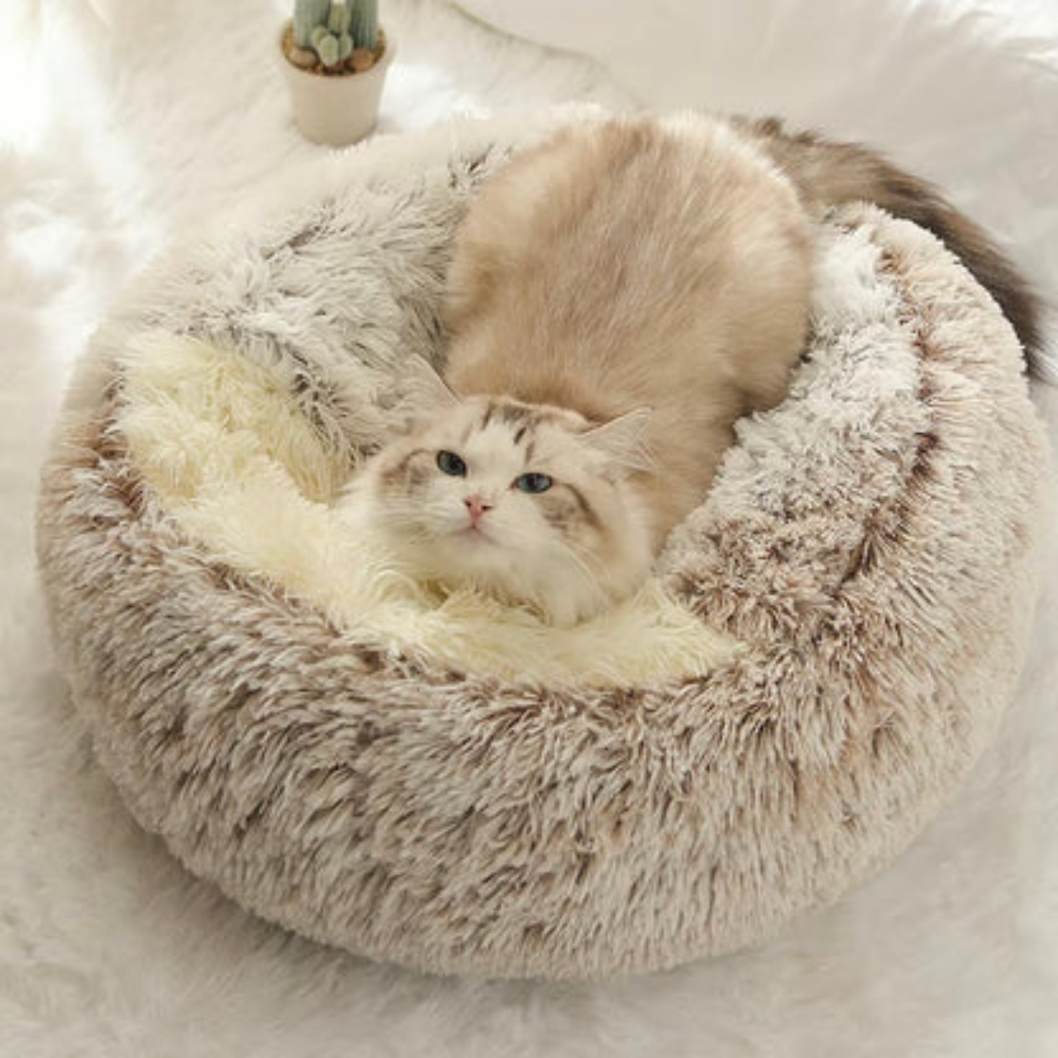 Cat relaxing in a FurFree plush pet bed