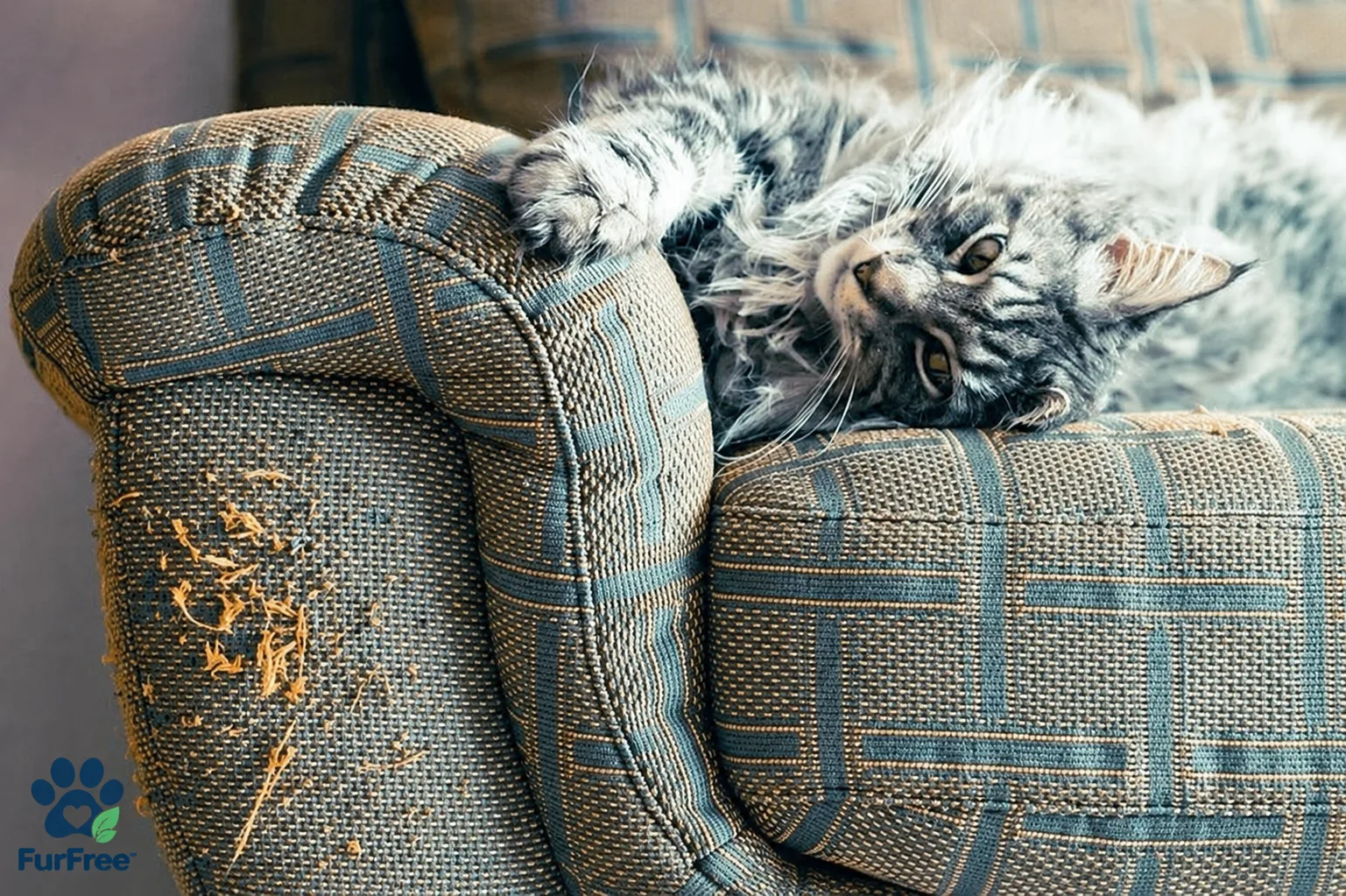 Furniture damaged by cat scratching