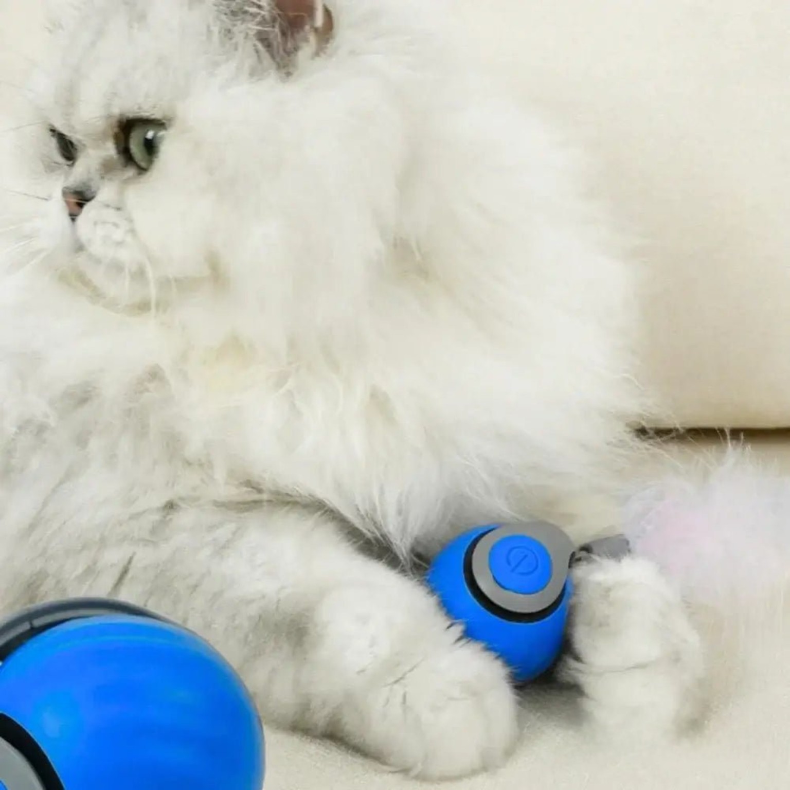Cat playing with blue motion toy