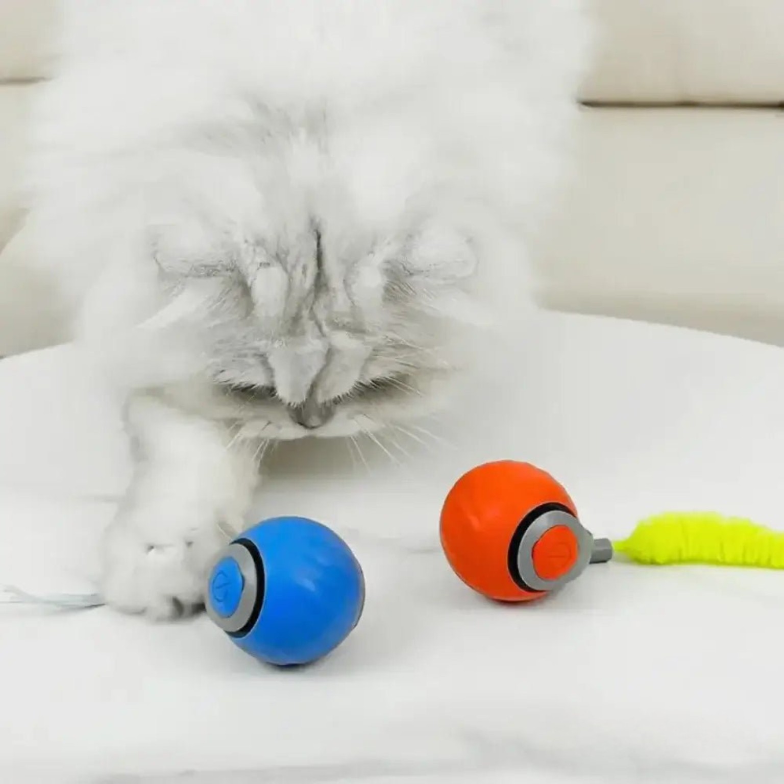 Cat with blue and red motion toys